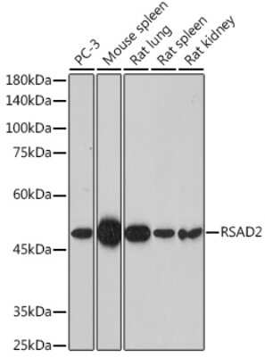 Western Blot: Viperin AntibodyAzide and BSA Free [NBP2-93524]